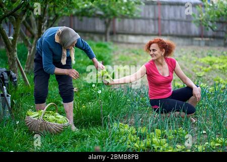 Frau und ihre ältere Mutter ernten orache im Garten Stockfoto