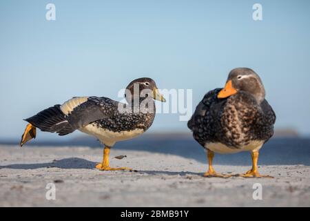 Falkland fluglose Dampfgarerente; Tachyeres brachypterus; Eclipse; Falklands Stockfoto