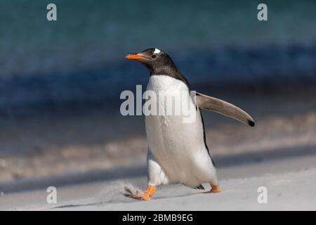 Gentoo Penguin; Pygoscelis papua; Wandern; Falkland; Stockfoto