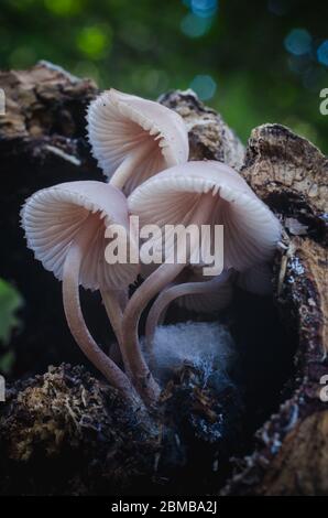 Pilz Makro-Fotografie in natürlichen wolds Stockfoto