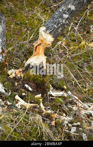 Ein vertikales Bild eines Baumes, der von Bibern geschnitten wurde, aber im ländlichen Alberta Kanada nicht zu Boden gefallen ist. Stockfoto