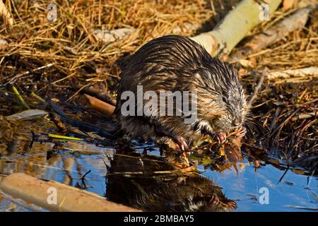 Ein wilder Bisamratte Ondatra zibethicus, der am Ufer eines ländlichen Biberteiches sitzt und sich an einigen Wasserpflanzen in der Nähe von Hinton Alberta Canada ernährt. Stockfoto