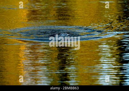 Eine abstrakte Szene aus Wasser und Wellen in einem Biberteich mit reflektierenden Farben Stockfoto