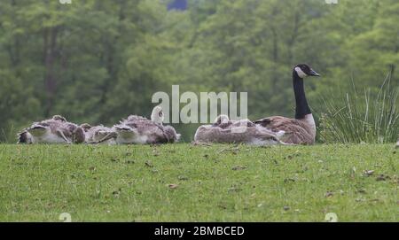 Eine Familie von Kanadagänsen, die sich am Ufer eines Sees ausruhen Stockfoto