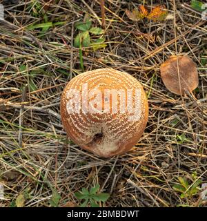 Fauler Quitten-Apfel auf dem Boden, Monilia Laxa (Monilinia laxa) Befall, Pflanzenkrankheit Stockfoto