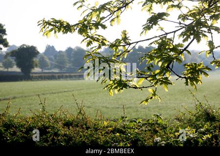 Eichenlaub im Frühjahr vor einem Hintergrund in Warwickshire, Großbritannien Stockfoto