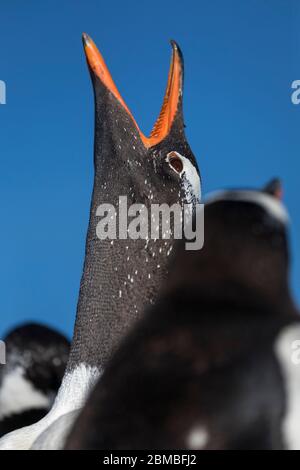 Gentoo Penguin; Pygoscelis papua; Schnabel Detail; Falkland; Stockfoto