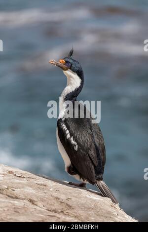 Kaiserlicher Kormoran; oder Shag; Phalacrocorax atriceps; auf einem Bein stehend; Falklandschaften Stockfoto