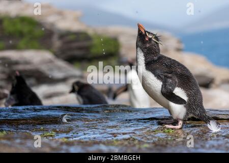 Südliche Rockhopper Pinguin; Eudyptes chrysocome; Falklands Stockfoto