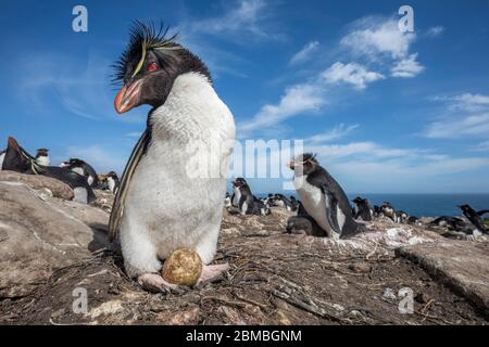 Südliche Rockhopper Pinguin; Eudyptes Chrysocome; mit Ei; Kolonie; Falklandinseln Stockfoto