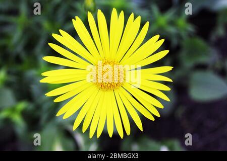 Gelbe Gänseblümchen, Nahaufnahme, Draufsicht Stockfoto