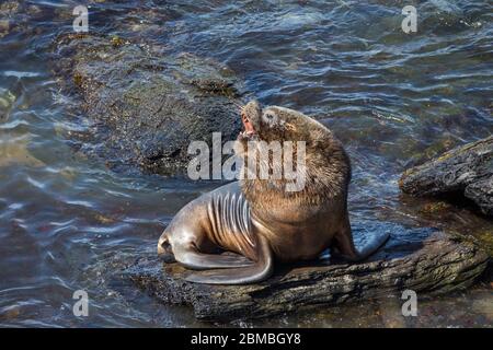 Südlicher Seelöwe; Otaria flavescens; männliche Berufung; Falklands Stockfoto