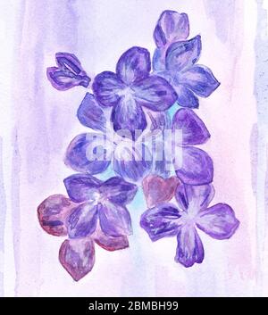 Flieder Aquarell Frühling Illustration Stockfoto