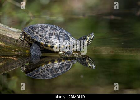 Gelber bauchiger Slider; Trachemys scripta scripta; Tehidy Country Park; Cornwall; Großbritannien Stockfoto