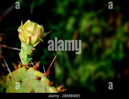 Nahaufnahme des blühenden Kaktus. Texas Wildblumen: Gelbe Kaktusblume auf unscharfem Hintergrund. Stockfoto