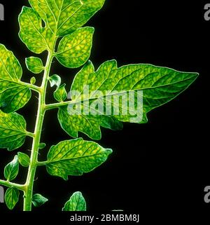 Manganmangel (Mn) Symptome hinterleuchtet, um Netzwerk von Chlorose auf einem Tomatenblatt zeigen Stockfoto