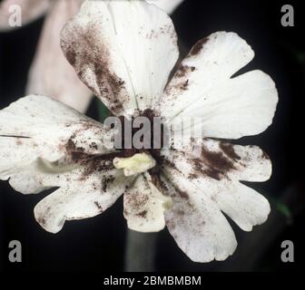 Antherrost (Microbotryum violaceum) Blakl Sporen und Infektion Infektion auf einer weißen Catchfly (Silene sp.) Blume Stockfoto