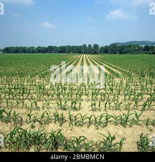 Straihght Reihen von jungen Mais oder Mais Ernte (Zea mays) auf hellem sandigen Boden in der Champagne Region, Frankreich, Stockfoto