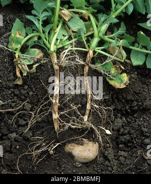 Stängel-Kanker (Rhizoctonia solani) Läsionen an der unteren Stammbasis und Wurzeln an einer reifenden Pflanze in einer Kartoffelernte Stockfoto