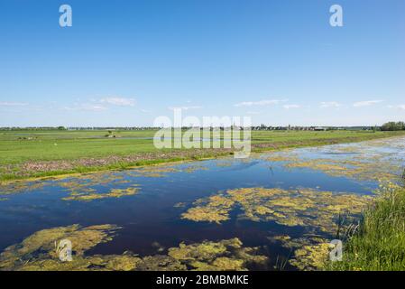Flache, weite offene holländische Polderlandschaft mit grünen Wiesen und Wasserflächen im Frühling Stockfoto