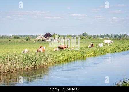 Kühe weiden auf der grünen Weide der niederländischen Landschaft. Bauernhof befindet sich in der Ferne. Stockfoto