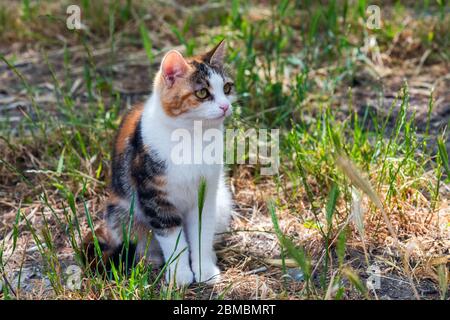 Niedliche dreifarbige Katze im Garten Stockfoto