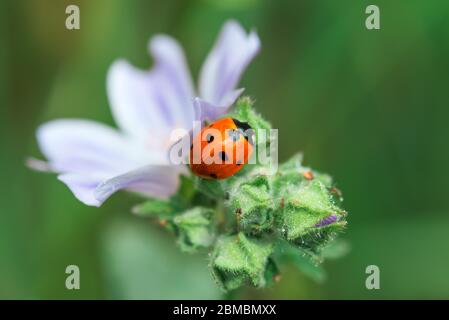 Marienkäfer auf eine weiße Blume Stockfoto