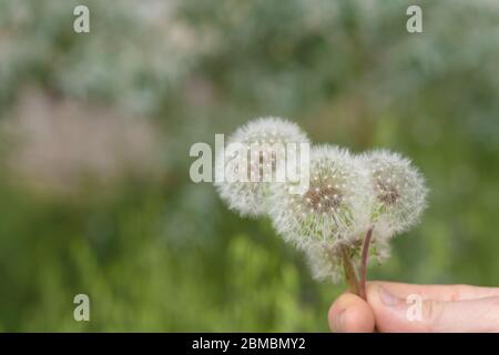 Flauschige Löwenzahn-Kugeln in der Hand Stockfoto