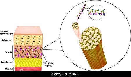 Kollagenstruktur. Die Struktur der Haut. Infografiken. Vektorgrafik auf isoliertem Hintergrund. Stock Vektor