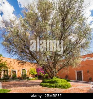 Ein Olivenbaum ziert eine Terrasse der Hacienda La Cantera in Lagos de Moreno, Jalisco, Mexiko. Stockfoto