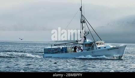 Bar Harbor, Maine, USA - 28. Juli 2017: Hummerangeln Boot vorbei Stachelschweine Insel als der Nebel beginnt sich zu heben, auf den Ozean für eine harte d Stockfoto