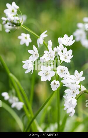 Allium neapolitanum blüht. Allium cowanii. Stockfoto