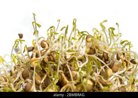 Gesprossene Linsensamen isoliert auf weißem Hintergrund, Makro Nahaufnahme von grünen Lens culinaris Sprossen Stockfoto