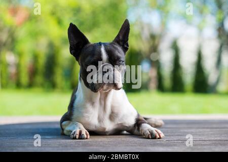 Boston Terrier auf der Terrasse mit halbgeschlossenen Augen Stockfoto