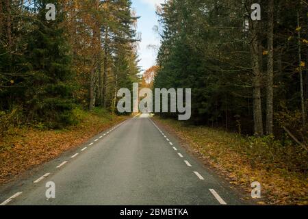 Straße im Lahemaa Nationalpark im Herbst Stockfoto