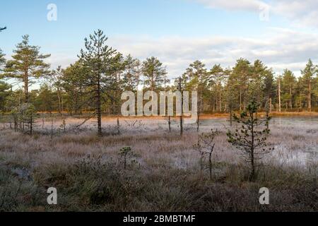 Viru Raba oder Moorsumpf im Lahemaa Nationalpark in Herbst Stockfoto