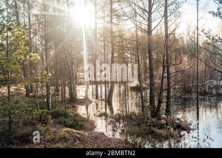 See bei Viru Raba oder Moorsumpf bei Lahemaa national park im Herbst Stockfoto