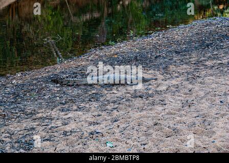 WINDJANA GORGE NATIONAL PARK, KIMBERELY, WESTERN AUSTRALIA, AUSTRALIEN Stockfoto