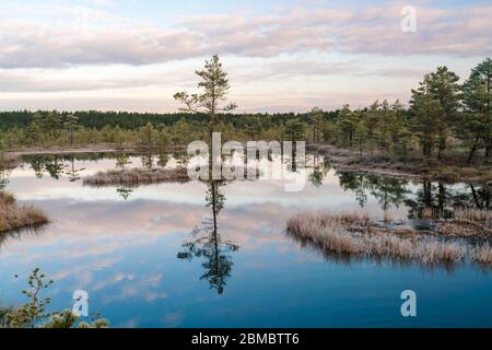 See bei Viru Raba oder Moorsumpf bei Lahemaa national park im Herbst Stockfoto