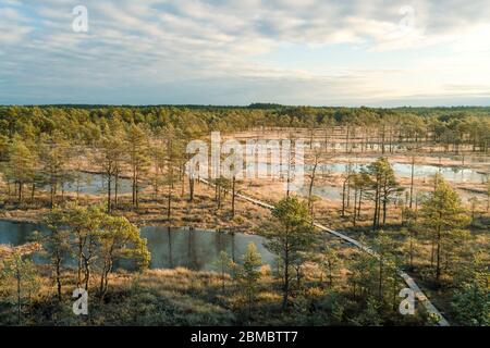 Luftaufnahme von Viru Raba oder Moorsumpf bei Lahemaa national park im Herbst Stockfoto