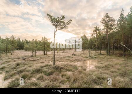 Viru Raba oder Moorsumpf im Lahemaa Nationalpark in Herbst Stockfoto