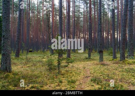 Wälder bei Viru Raba oder Moorsumpf bei Lahemaa National park im Herbst Stockfoto