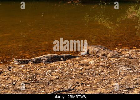 WINDJANA GORGE NATIONAL PARK, KIMBERELY, WESTERN AUSTRALIA, AUSTRALIEN Stockfoto