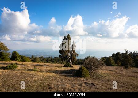 Bäume und Sträucher auf der Spitze eines Hügels mit bewölktem Himmel und Ebenen im Hintergrund Stockfoto