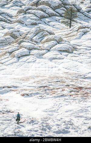 Einzelbaum und Solo-Wanderer bei White Pocket AZ in Der Winter Stockfoto