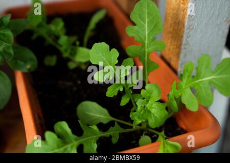 Rucola wächst in heimischen Topf auf dem Balkon Stockfoto