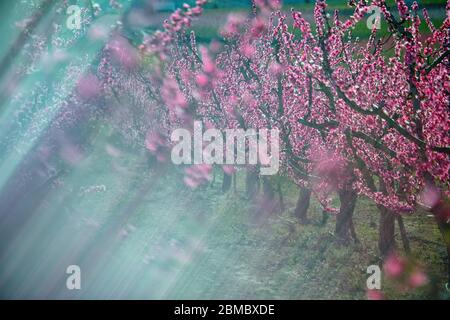 Die Blüte der Obstbäume im Südosten Spaniens - Pflaumenbäume und verschiedene Sorten von Pfirsichen färben das Feld Stockfoto