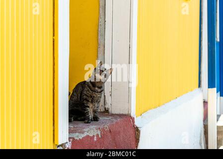 Katze in Valparaiso, Chile. Stockfoto