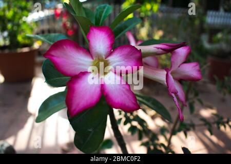 Nahaufnahme von schönen Adenium obesum, Wüstenrose, Impala Lilie, Mock Azalea, wächst in Indien Asien. Adenium multiflorum Klotzsh. Hellrosa schattiert mit Witz Stockfoto