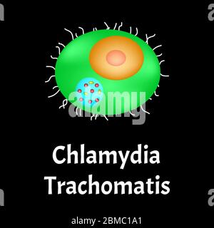 Chlamydia trachomatis. Bakterielle Infektionen Chlamydiose. Sexuell übertragbare Krankheiten. Infografiken. Vektordarstellung auf isoliertem Hintergrund. Stock Vektor